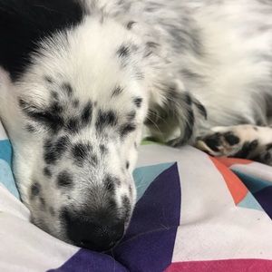 Meet your Posher, Daliana